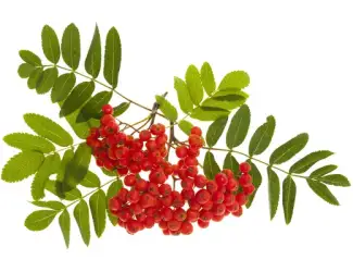 Зображення для оголошення Куплю горобину
