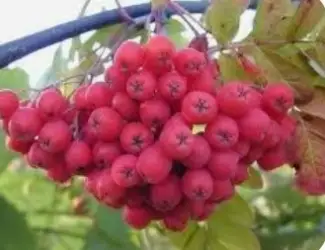 Зображення для оголошення Куплю горобину