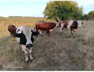 Зображення для оголошення Продам ВРХ. Бики