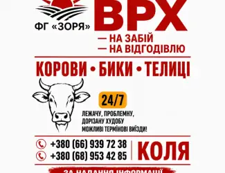 Зображення для оголошення Закупівля Корів