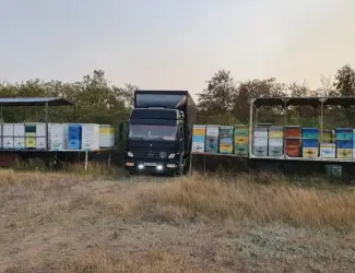 Підприємство Медовий Стандарт купує мед