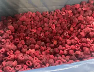 Продам малину оригінал