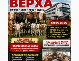 Зображення для оголошення ВРх. Бики телята корови санбрак