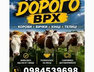 Зображення для оголошення Бики корови нетелі закупляемо всій Україні дорого