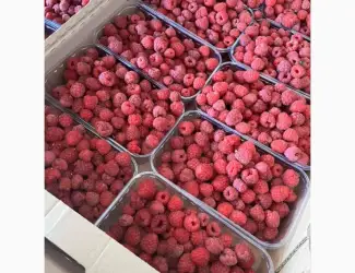 Зображення для оголошення Куплю малину свіжу малина