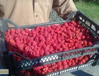 Зображення для оголошення Закупаем Малину любого качества под заморозку любыми партиями. г. Киев