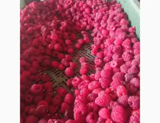 Зображення для оголошення Куплю малину заморожену