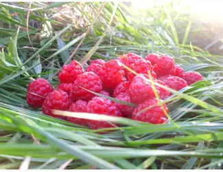 Зображення для оголошення Заморожена малина шокова заморозка малина Б клас для пюре Закарпатська обл. гурт