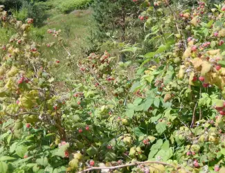 Зображення для оголошення Продам фермерську малину оптом Запорізька обл