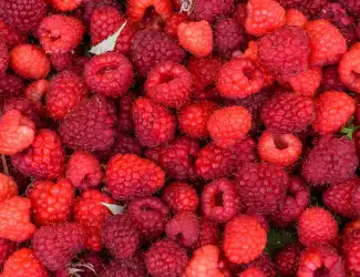 Зображення для оголошення Продам малину оптом Тернопільська обл