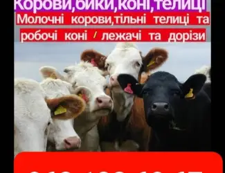 Зображення для оголошення Врх на тримання