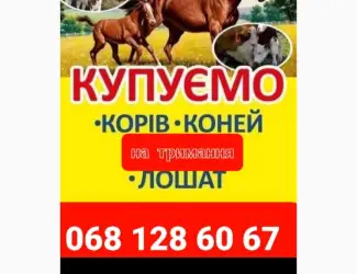 Зображення для оголошення Корови Коні