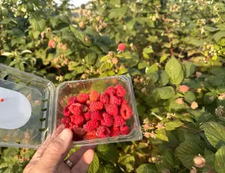 Зображення для оголошення Продам малину садову великим оптом Волинська обл