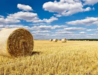 Зображення для оголошення Продам солому ячну та пшеничну