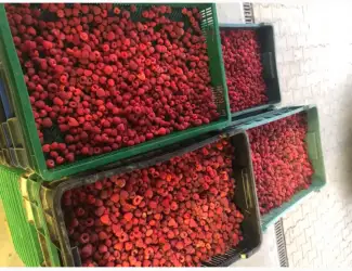 Зображення для оголошення Купуємо малину під заморозку