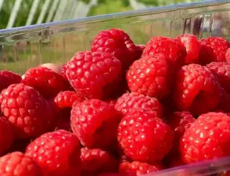 Куплю малину для заморозки