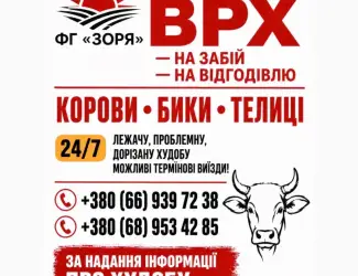Зображення для оголошення Закупівля ВРХ