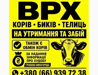Зображення для оголошення Закупівля корів