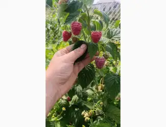 Зображення для оголошення Продам ягоди малини