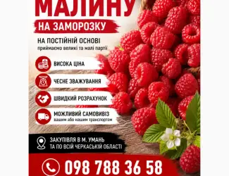 Закуповуємо малину гурт м.Умань 24/7