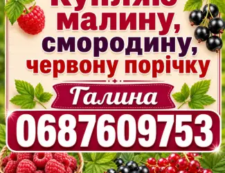 Зображення для оголошення Купляю Малину