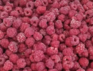 Зображення для оголошення Купуємо малину