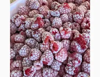 Зображення для оголошення Куплю малину заморожену цілу та грис