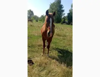 Зображення для оголошення Продам коня