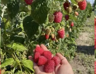 Продам саджанці малини