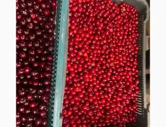 Зображення для оголошення Куплю вишні в будь-якому обʼємі