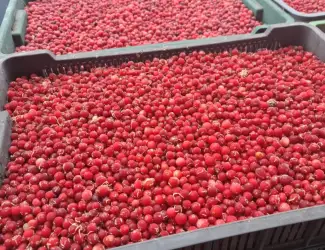 Продам журавлину морожену