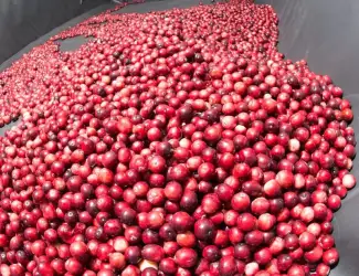 Зображення для оголошення Продам заморожена журавлина оптом від 5 тонн журавлина оптом від 5 тонн Житомирська обл. F