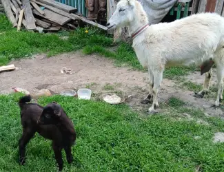 Зображення для оголошення Продам козу з козеням. Ціна договірна