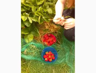 Зображення для оголошення Купити заморожена полуниця оптом полуниця заморожена оптом Сумська обл. якісна партія