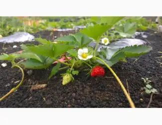 Зображення для оголошення Продаж заморожена полуниця для переробки HoReCa складів Київська обл. опт