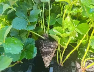Зображення для оголошення Продам касетну розсаду саджанці полуниці