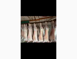 Куплю овцы бараны на мясо