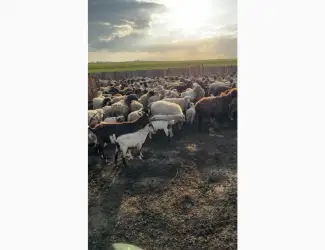 Куплю вівці баранів ДОРОГО