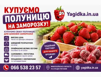 Зображення для оголошення Куплю Полуницю!На заморозку
