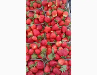 Зображення для оголошення Продамо полуницю власного виробництва з поля