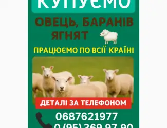 Купую вівці барани ягнята