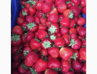 Зображення для оголошення Куплю полуницю на заморозку з хвостиком і без