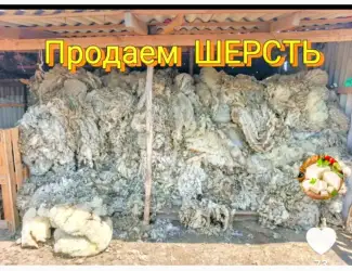 Продам шерсть ( вовну) овечью