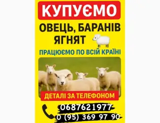 Куплю Вівці Барани Ягнята