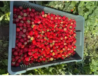 Зображення для оголошення Куплю полуницю без хвостика і з хвостиком
