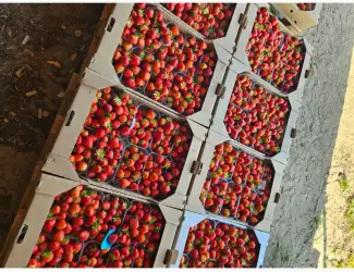 Зображення для оголошення Продам свіжу полуницю