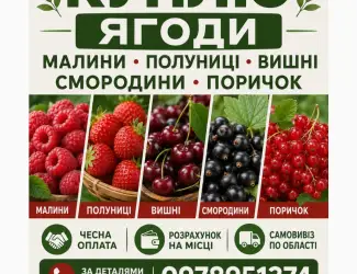 Зображення для оголошення Підпиємство купує ягоди Полуниць