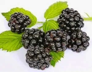 Зображення для оголошення Куплю садову ожину