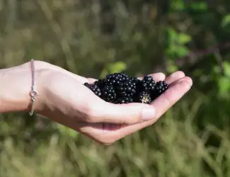 Зображення для оголошення Купити заморожена ожина оптом ожина складська партія Кіровоградська обл. якісна партія