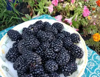 Зображення для оголошення Куплю Ожину на заморозку